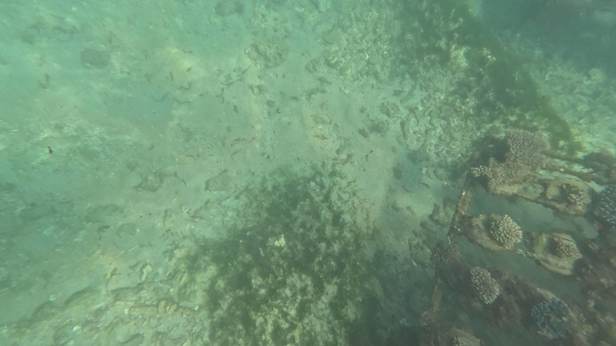 CoralPod® – Sponsor a Biodiversity Pod in Bali
