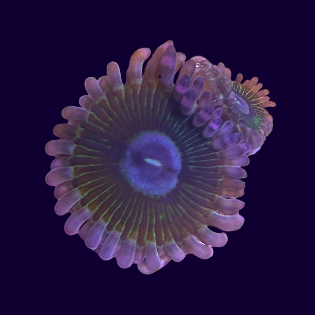 Purple People Eater Zoa