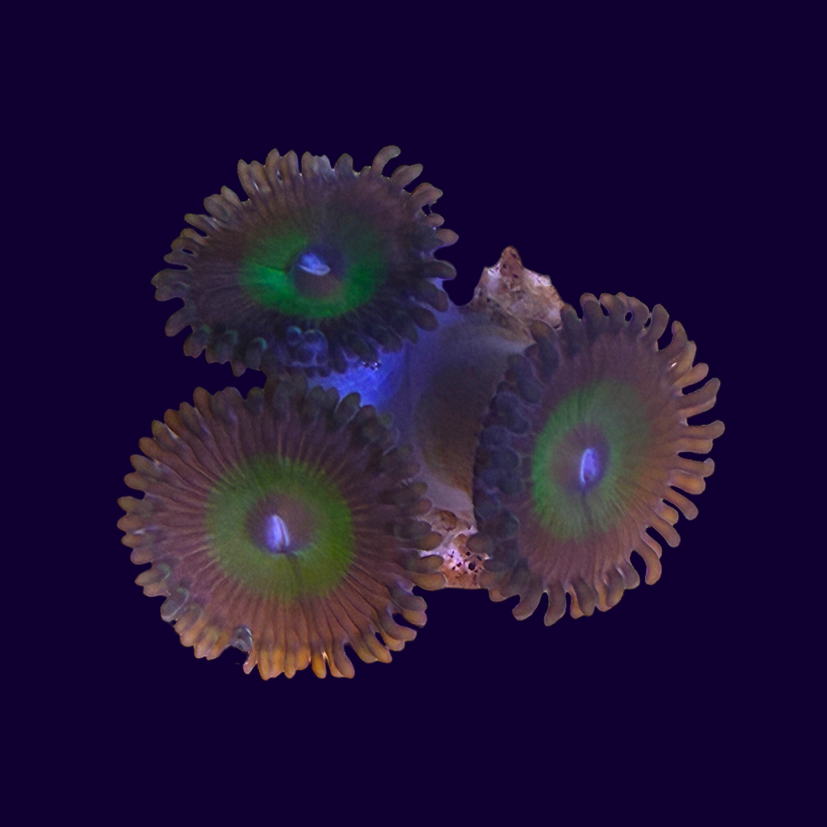 Red Candy Apples Zoas
