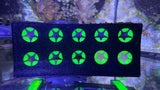 Aqua Edge 3D-Printed 10 Hole Frag Rack Plug Holder