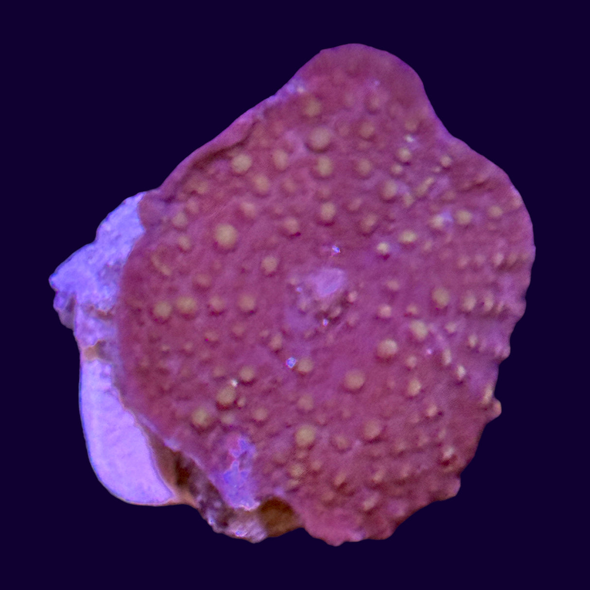 Spotted Discosoma Mushroom