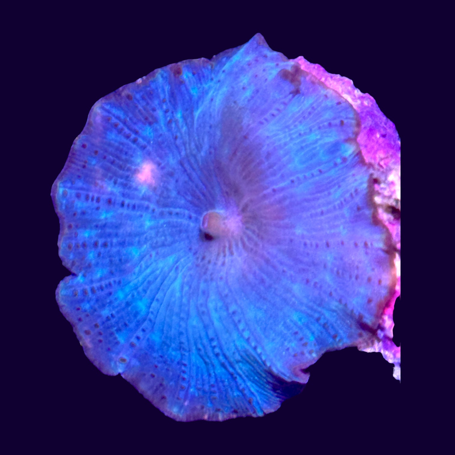 Blue Discosoma Mushroom