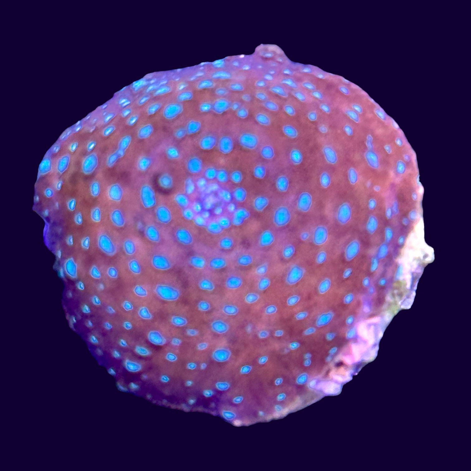 Blue spotted Red Discosoma Mushroom