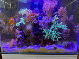 Aqua One MiniReef 120 Marine Bundle Set