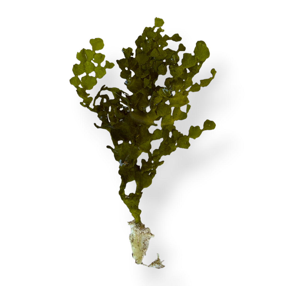 Halimeda Algae (Cactus Algae)