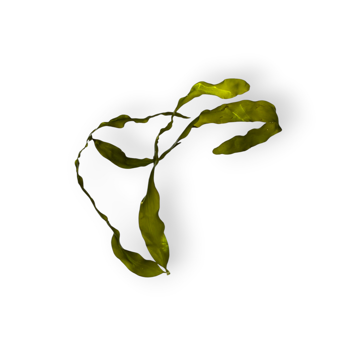 Caulpera prolifera Algae