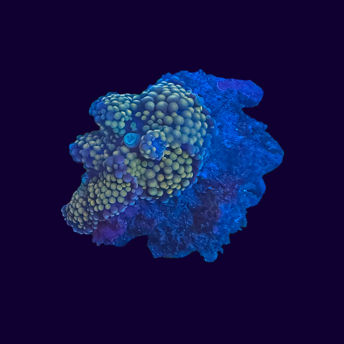Ricordea Mushroom