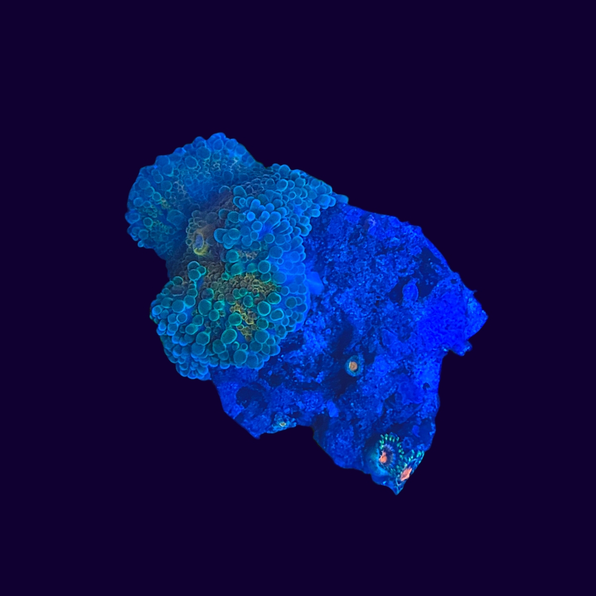Ricordea Mushroom