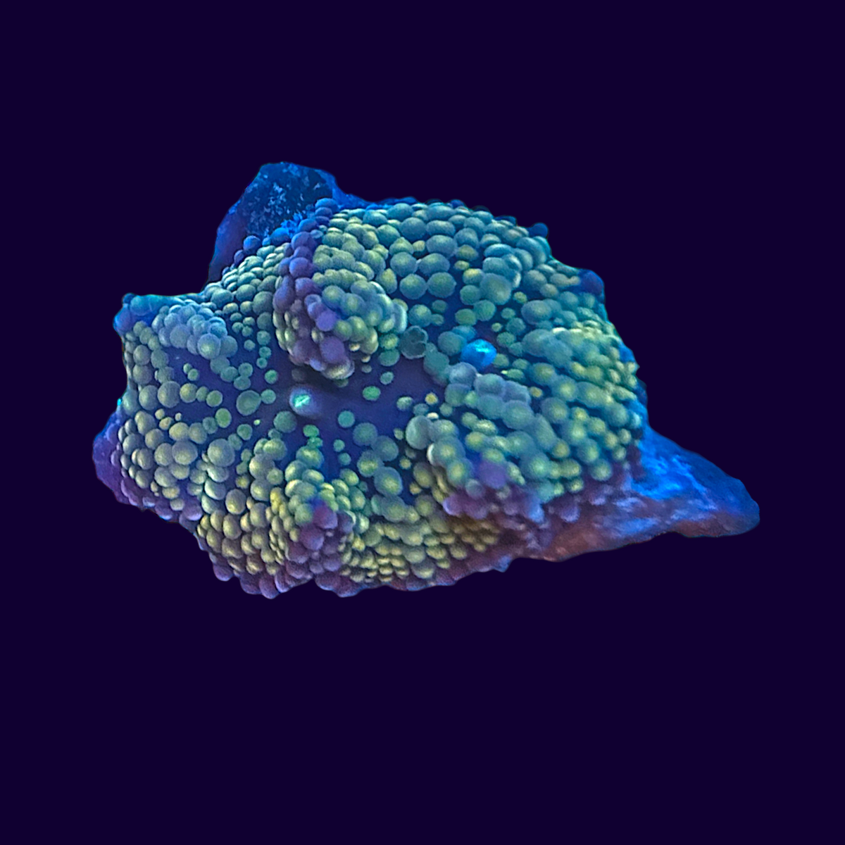 Ricordea Mushroom