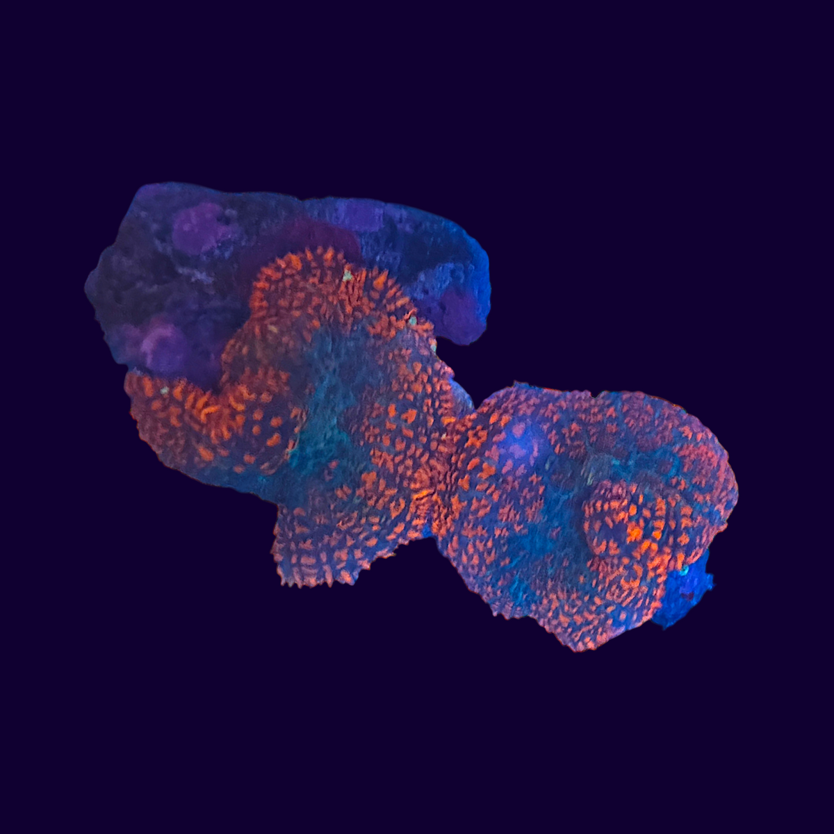 Mushroom Rock (WYSIWYG)