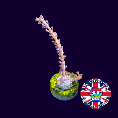 Large photosynthetic Gorgonian (UK Grown)