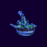 Miyagi Tort Acropora Frag