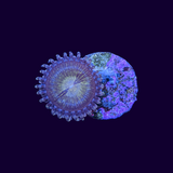 Reverse Space Monster Zoa Frag (Various sizes)