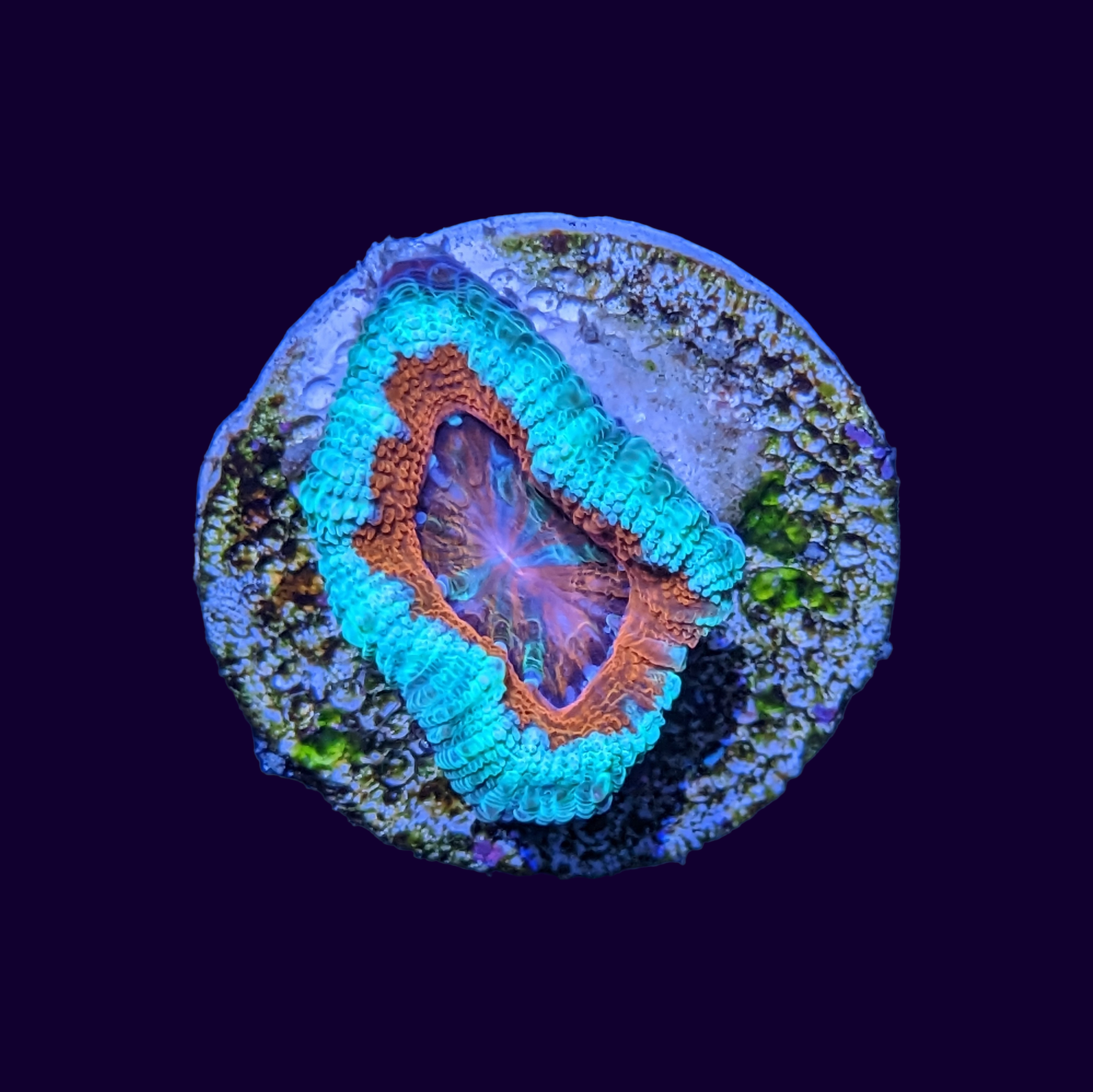 Acan