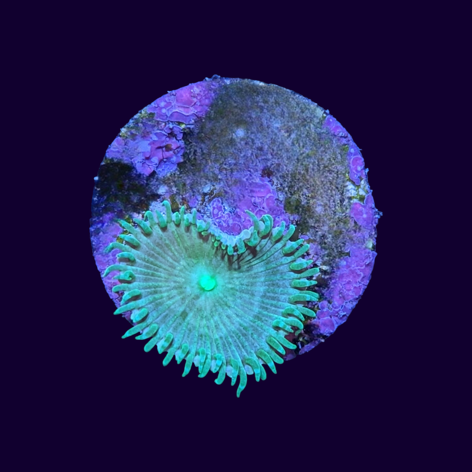 Green Paly Zoa