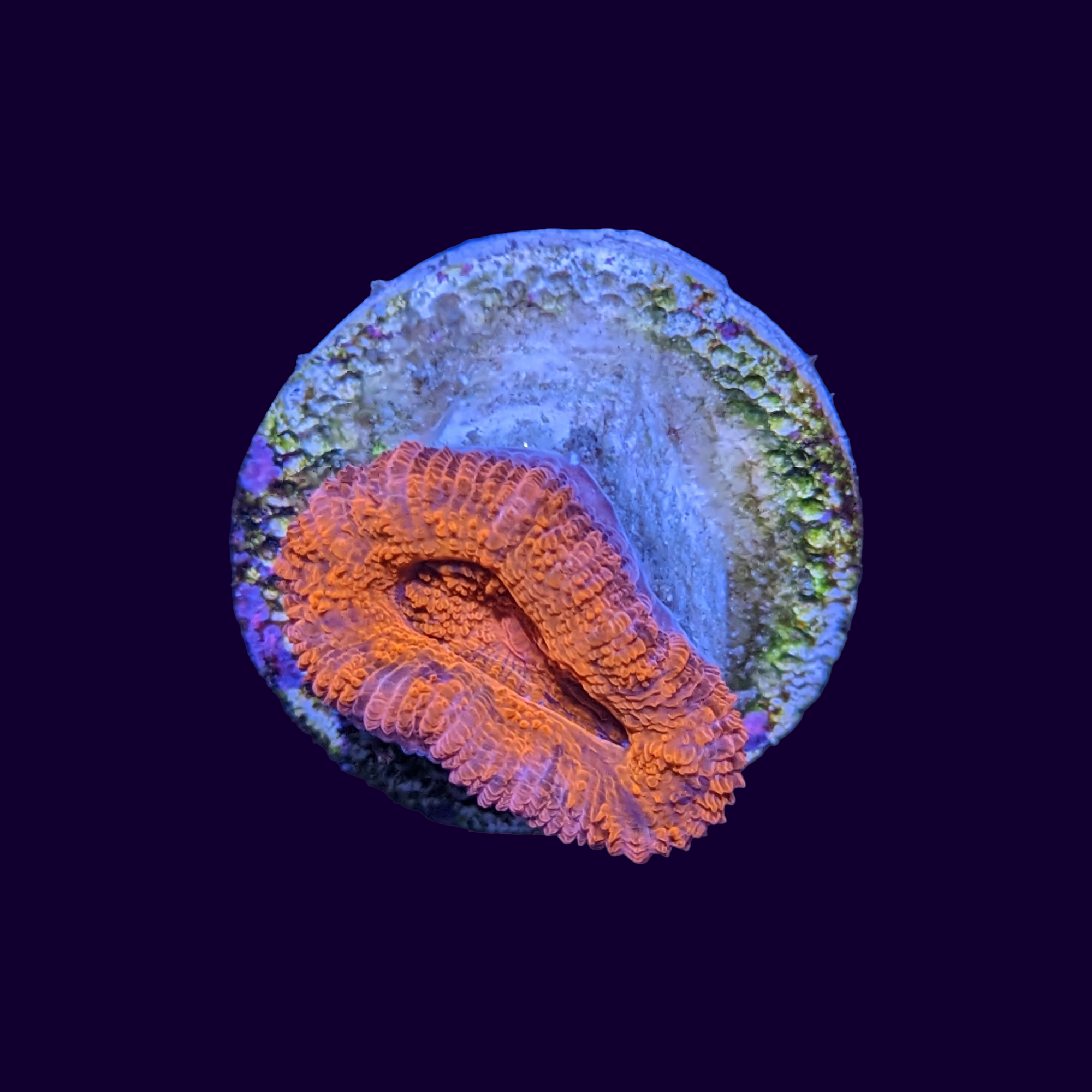 Acan