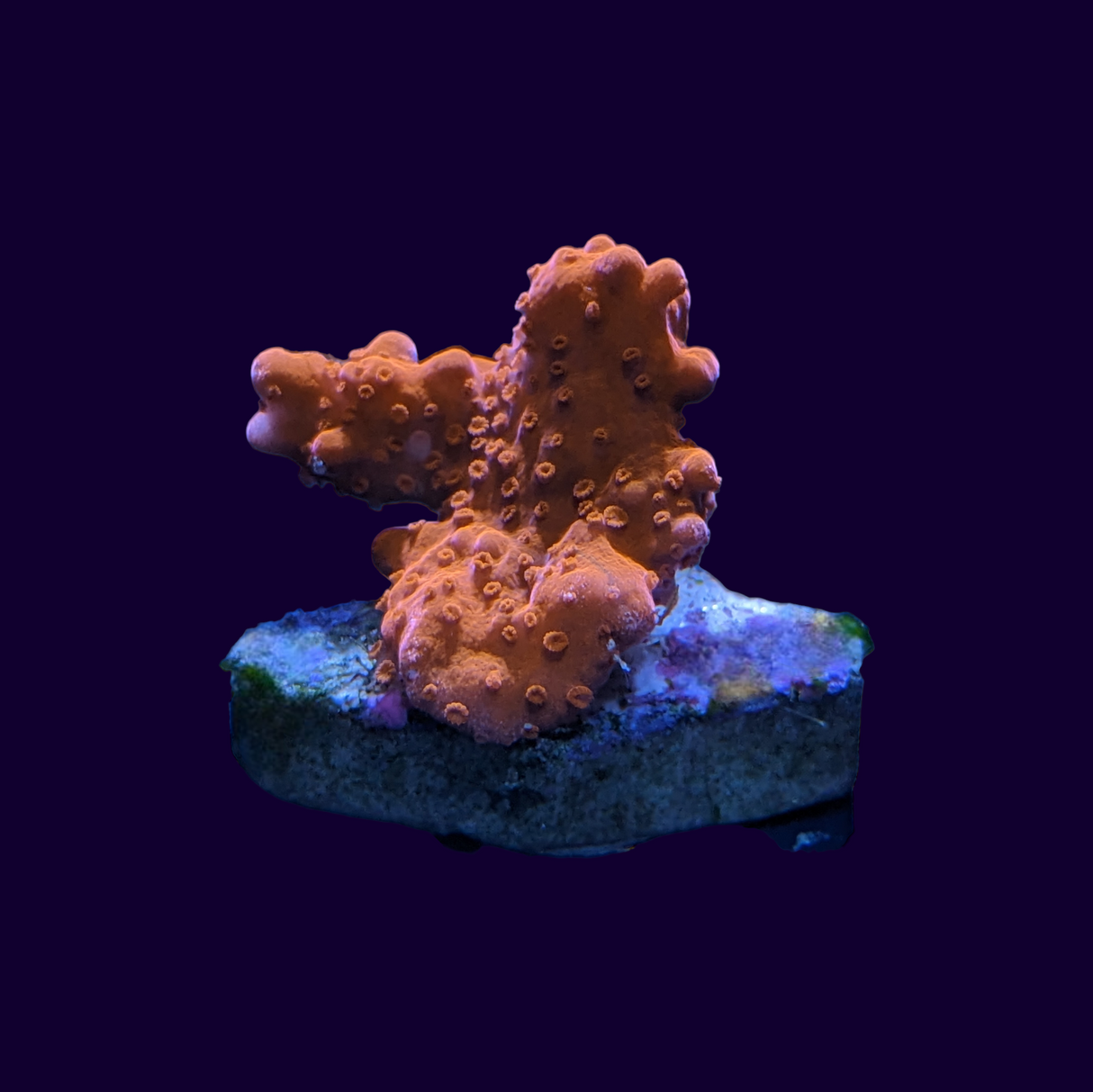 Orange Montipora Setosa (UK Grown)