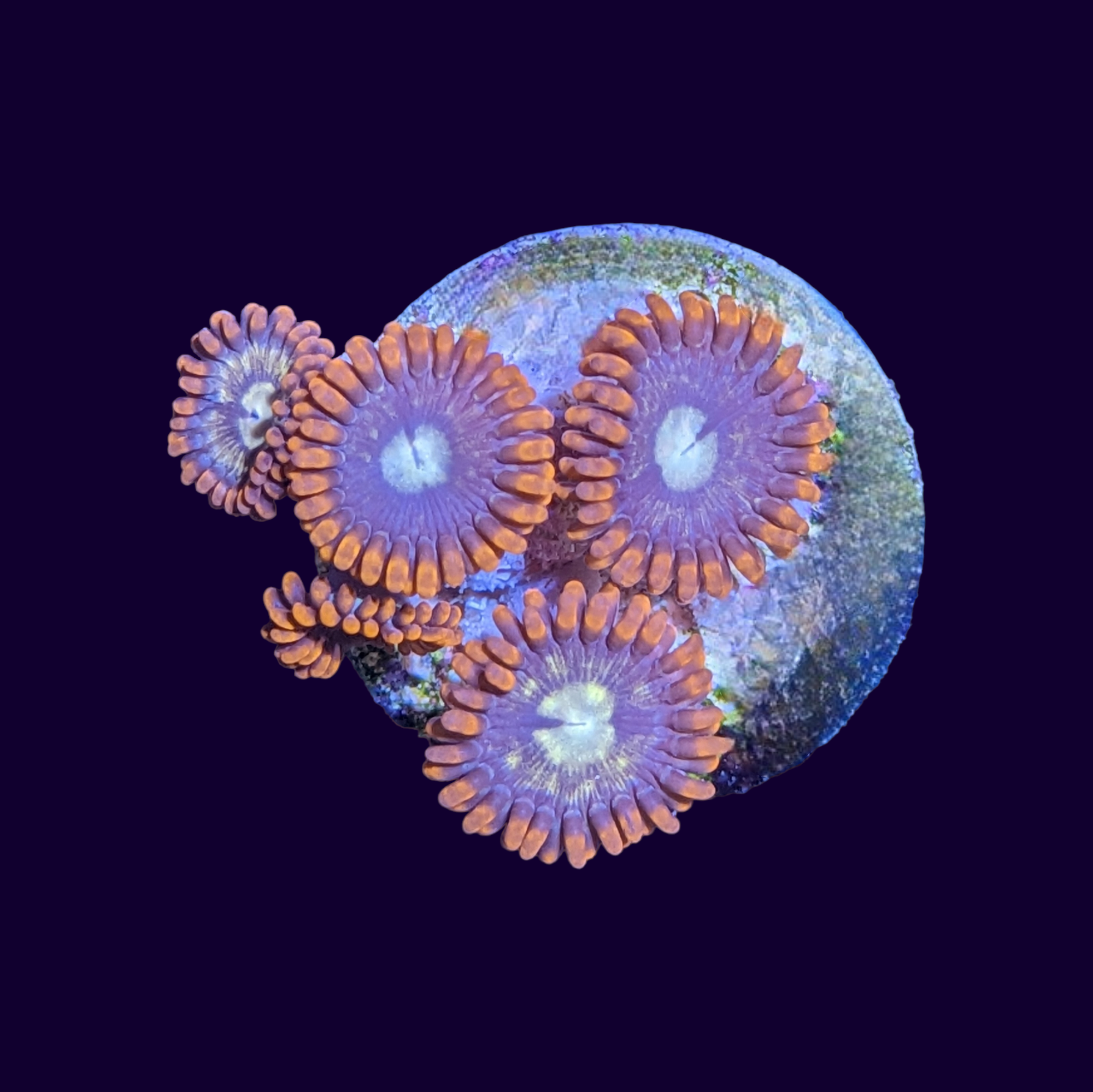 Fire and Ice Zoa Frag