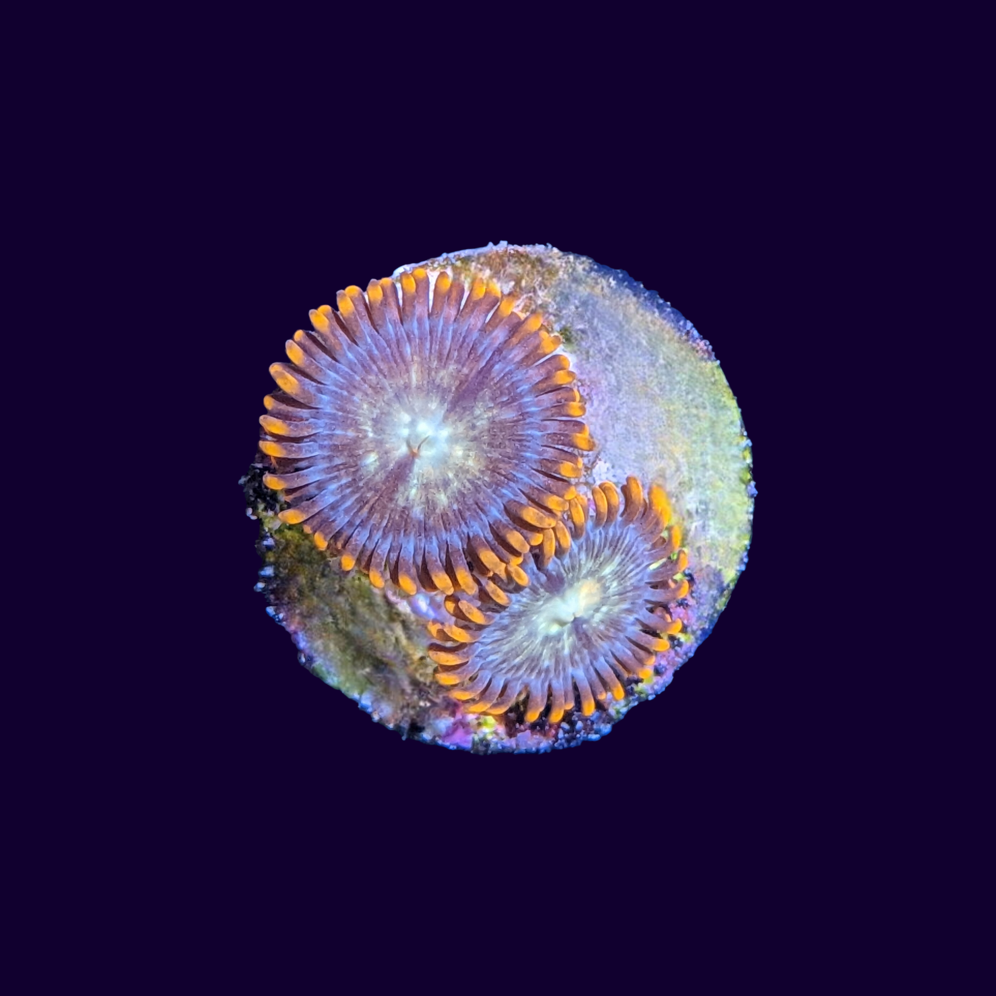 Firestorm Zoa Frag