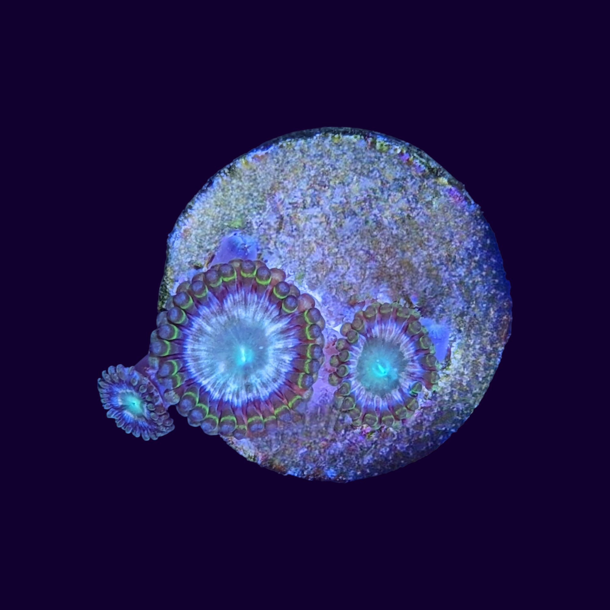 Hawaiian Punch Zoa Frag