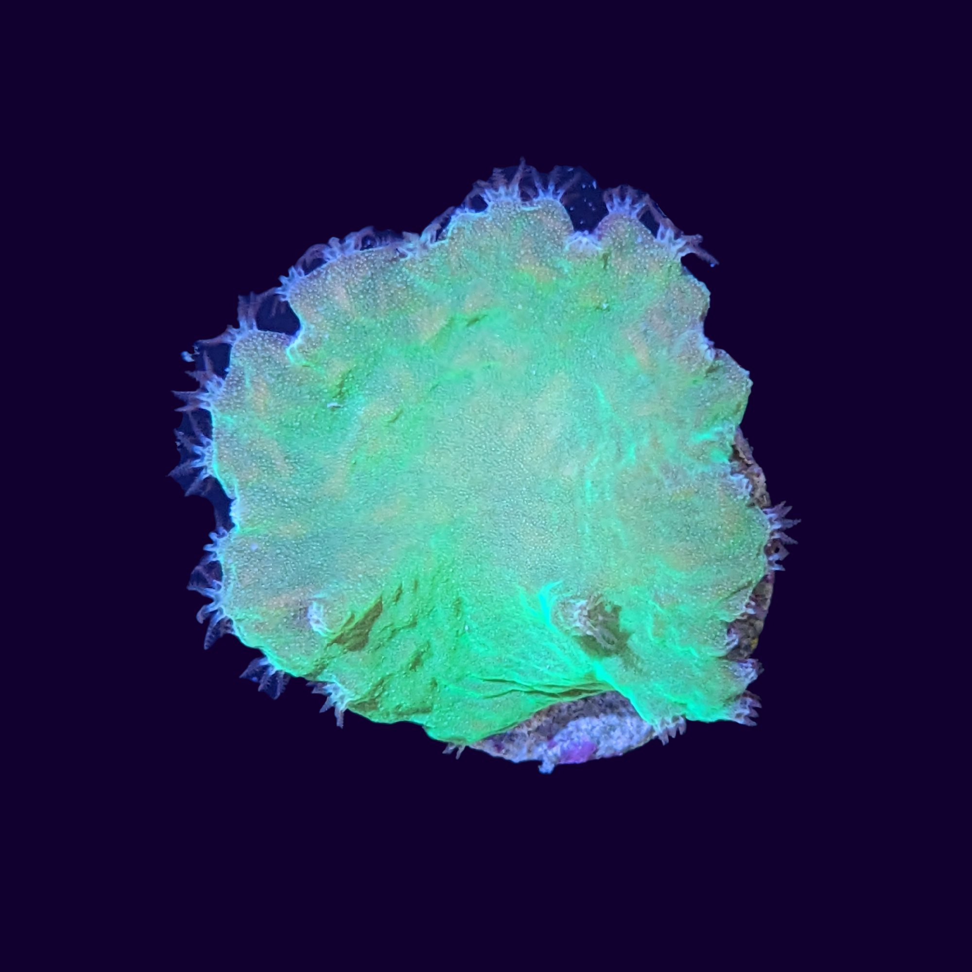 Green Cabbage Leather Coral