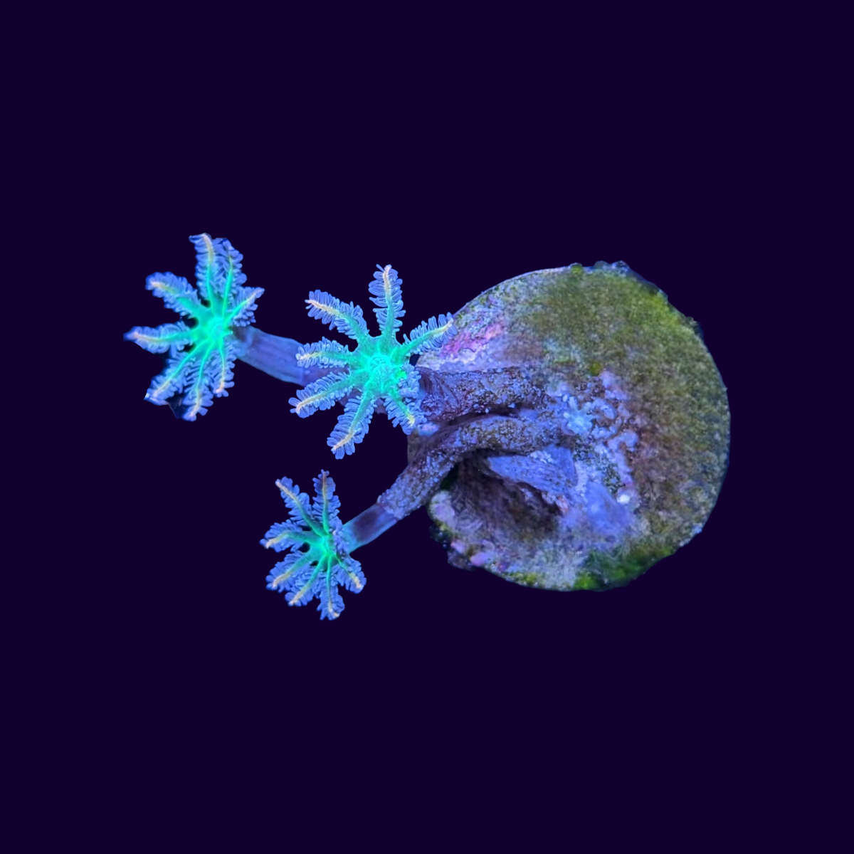 Firework Clove Polyps – thecoralcentre