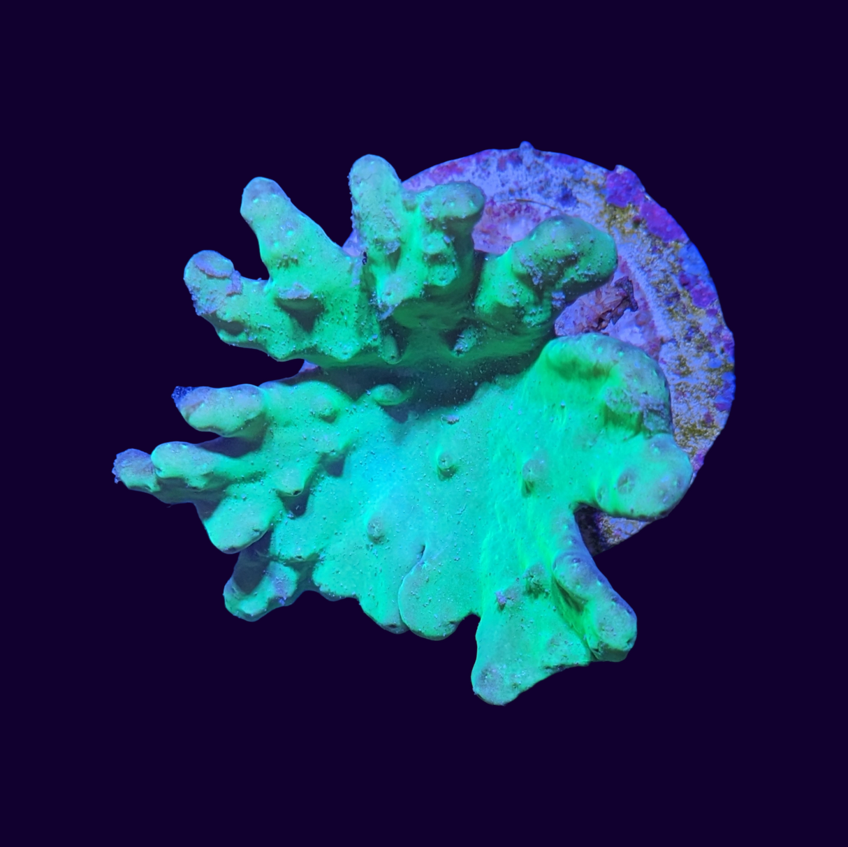 Green Cabbage Leather Coral