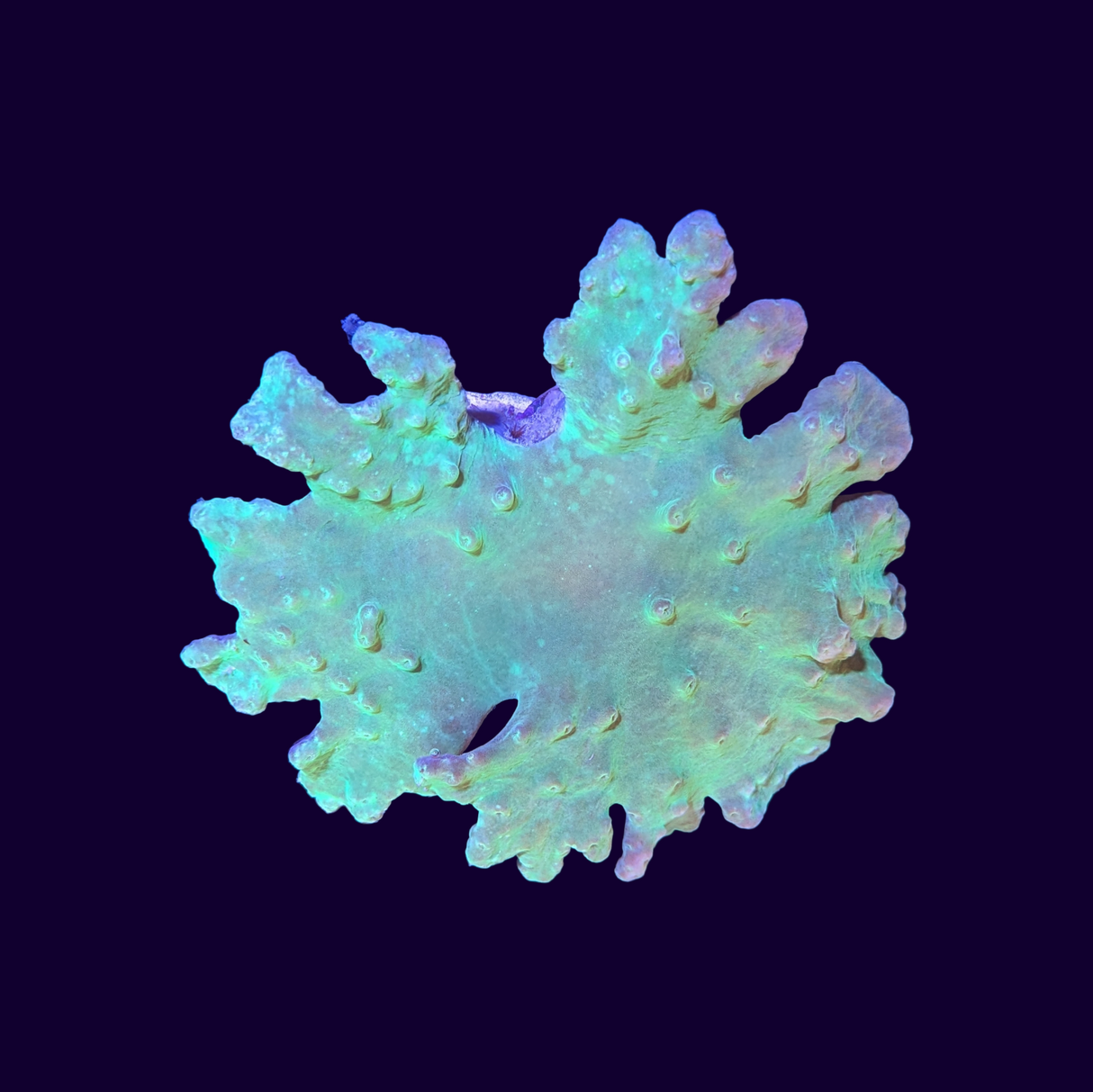 Green Cabbage Leather Coral