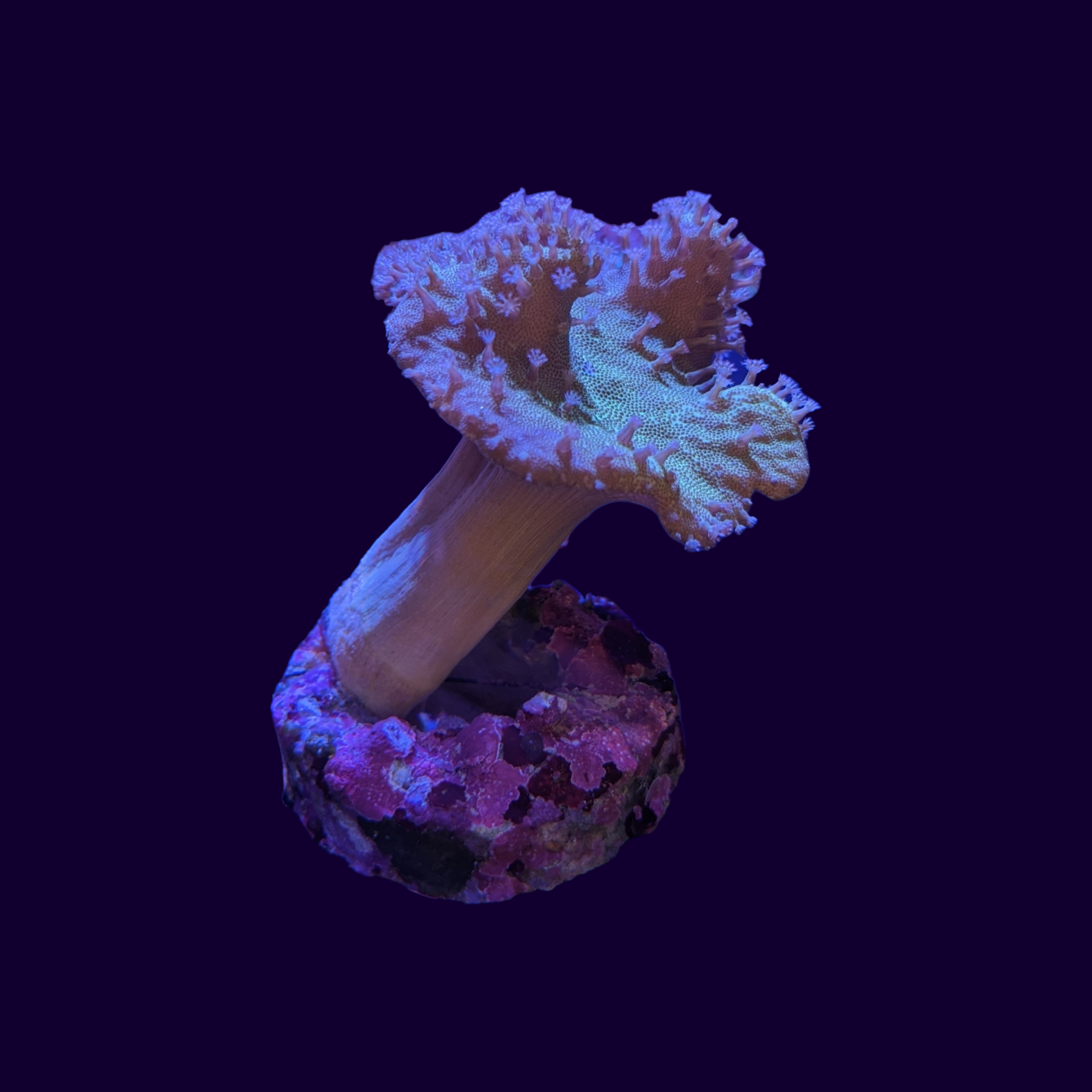 White Polyp Green Toadstool