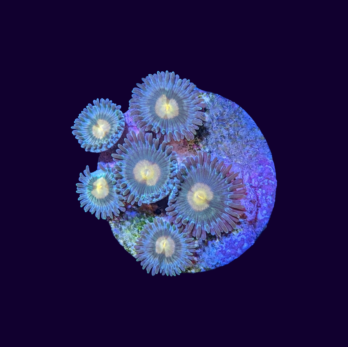 Zoas