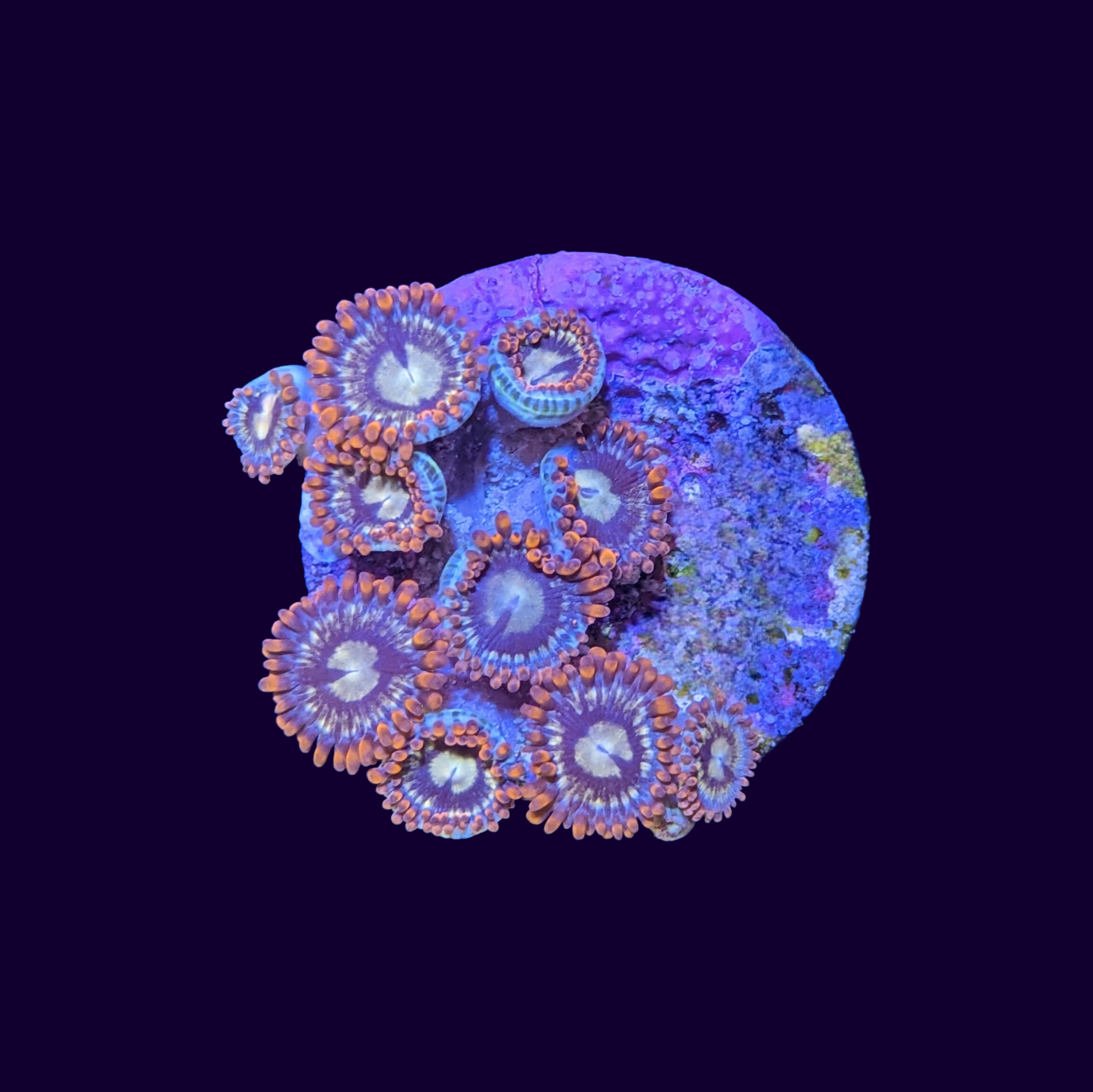 Fire and Ice Zoa