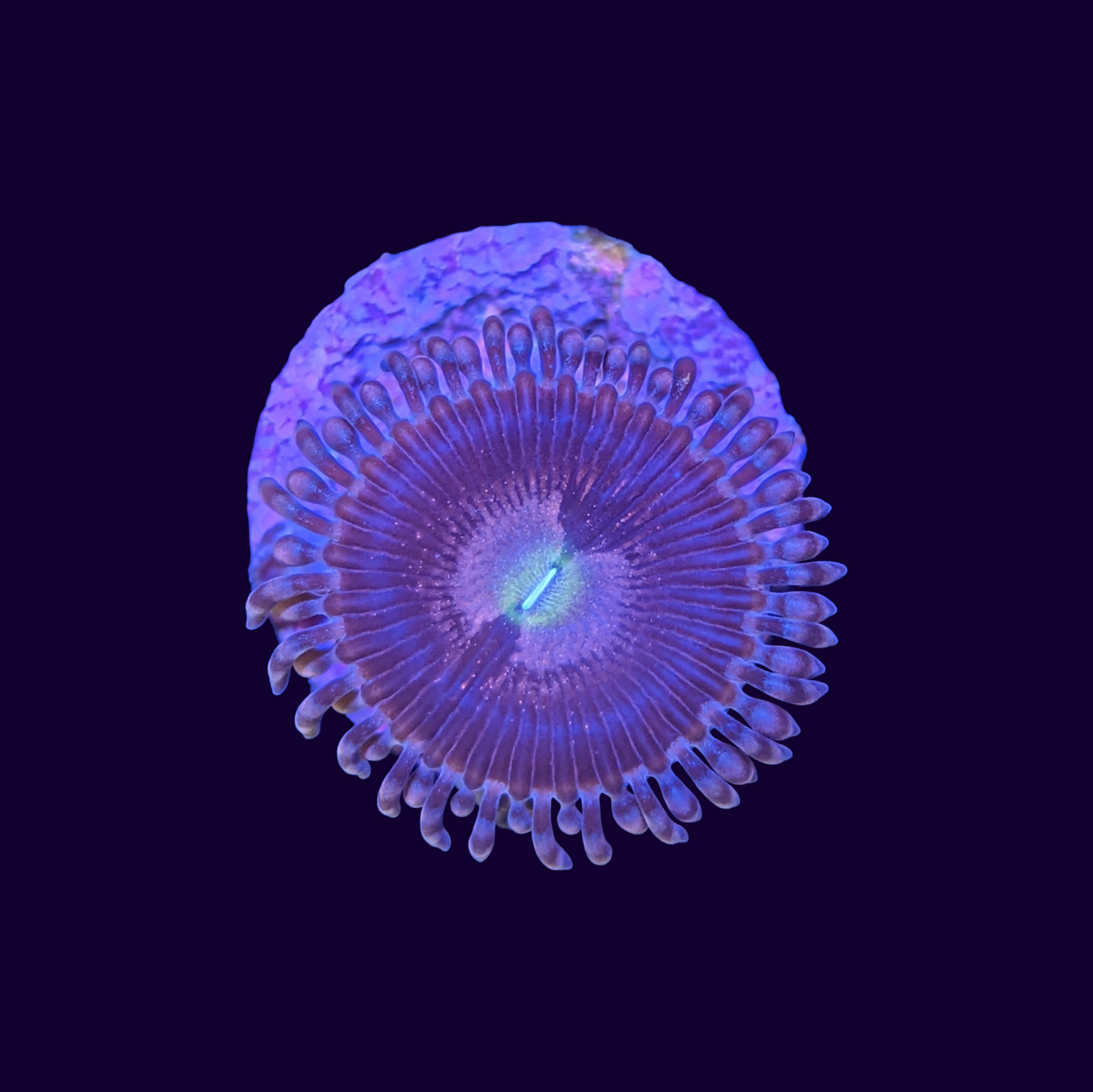 Purple Bee Zoa Frag 1 polyp (UK Grown)