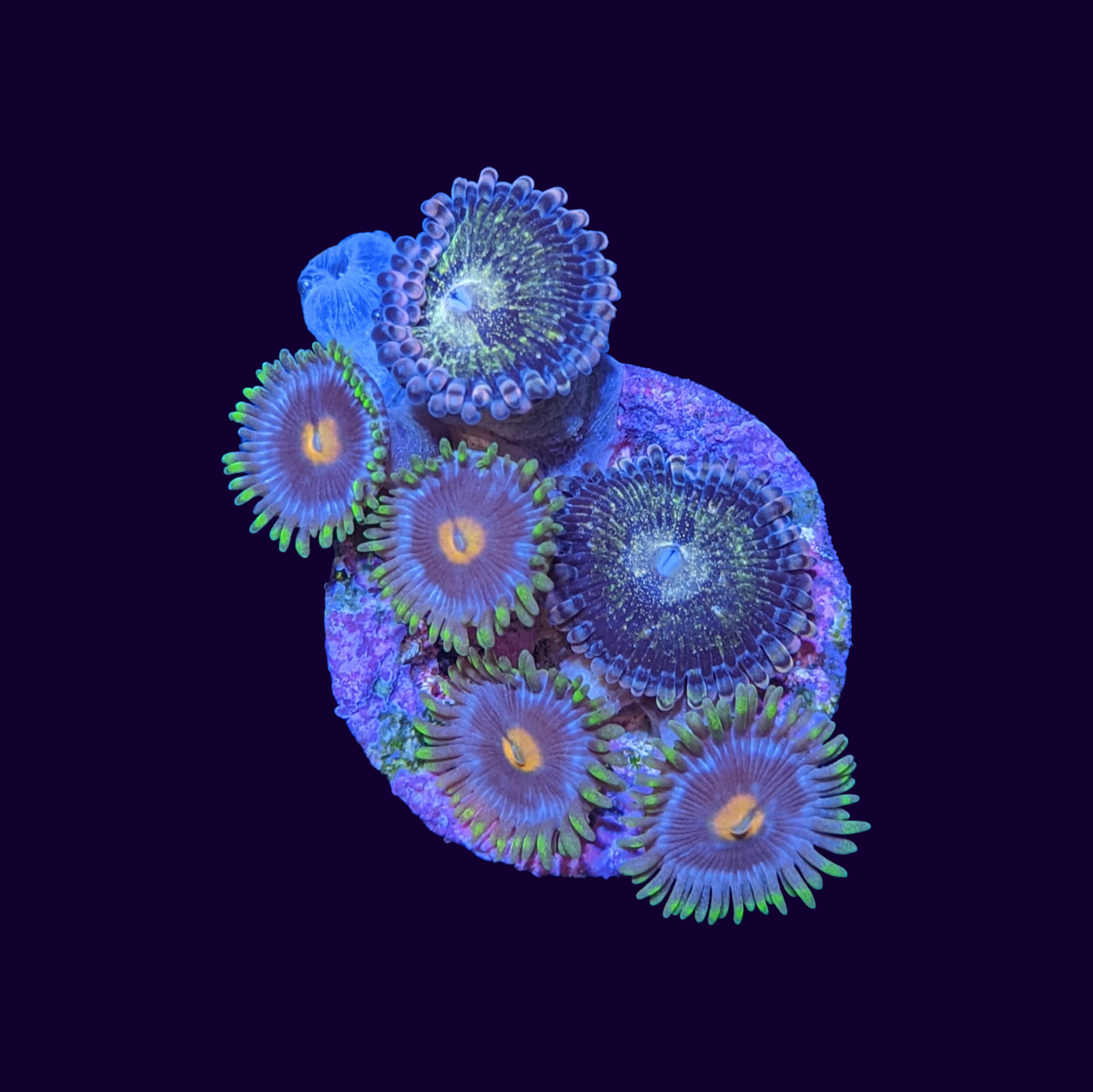 Purple Blowpop and Reverse Space Monster Mix Zoa Frag