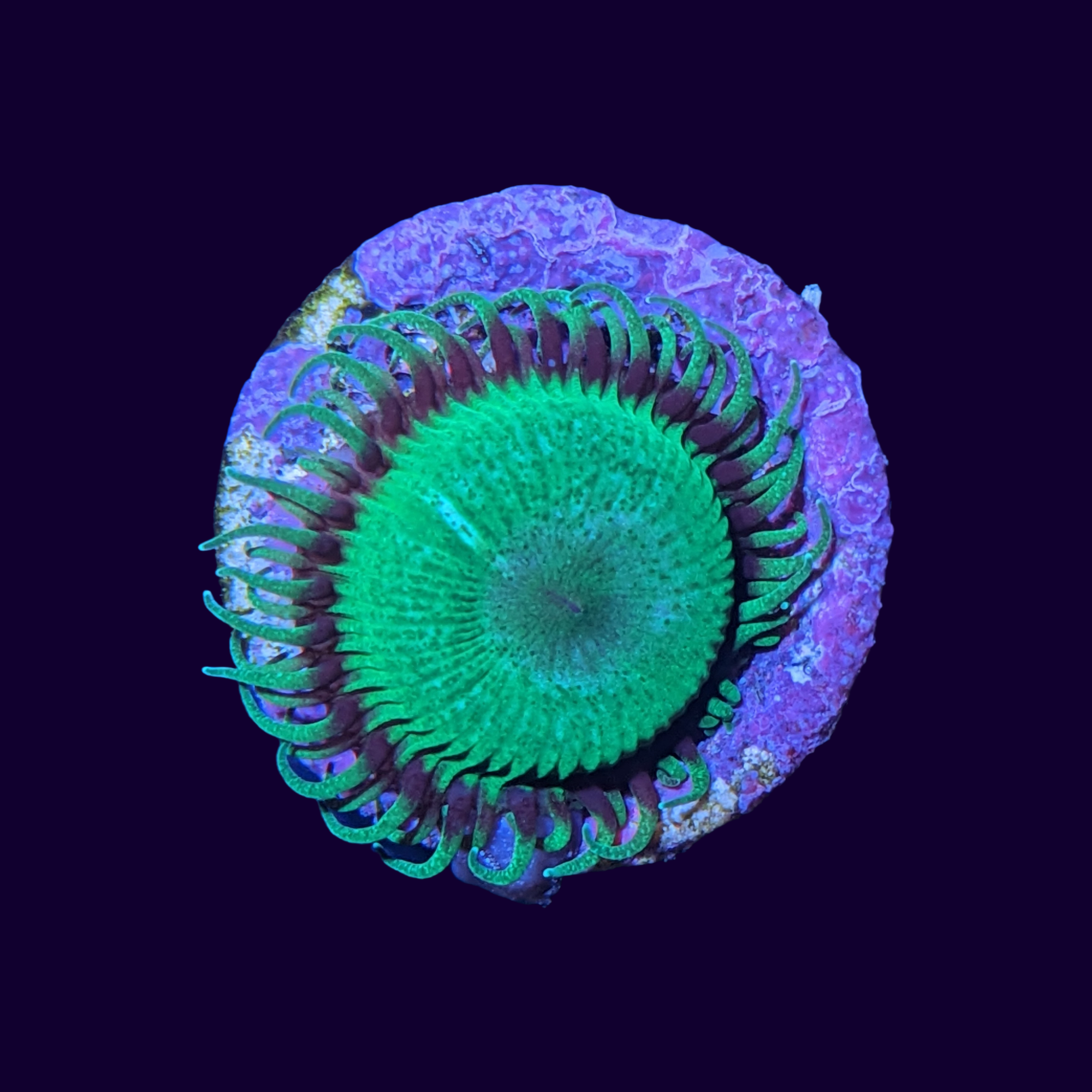 Green Paly Zoa Frag