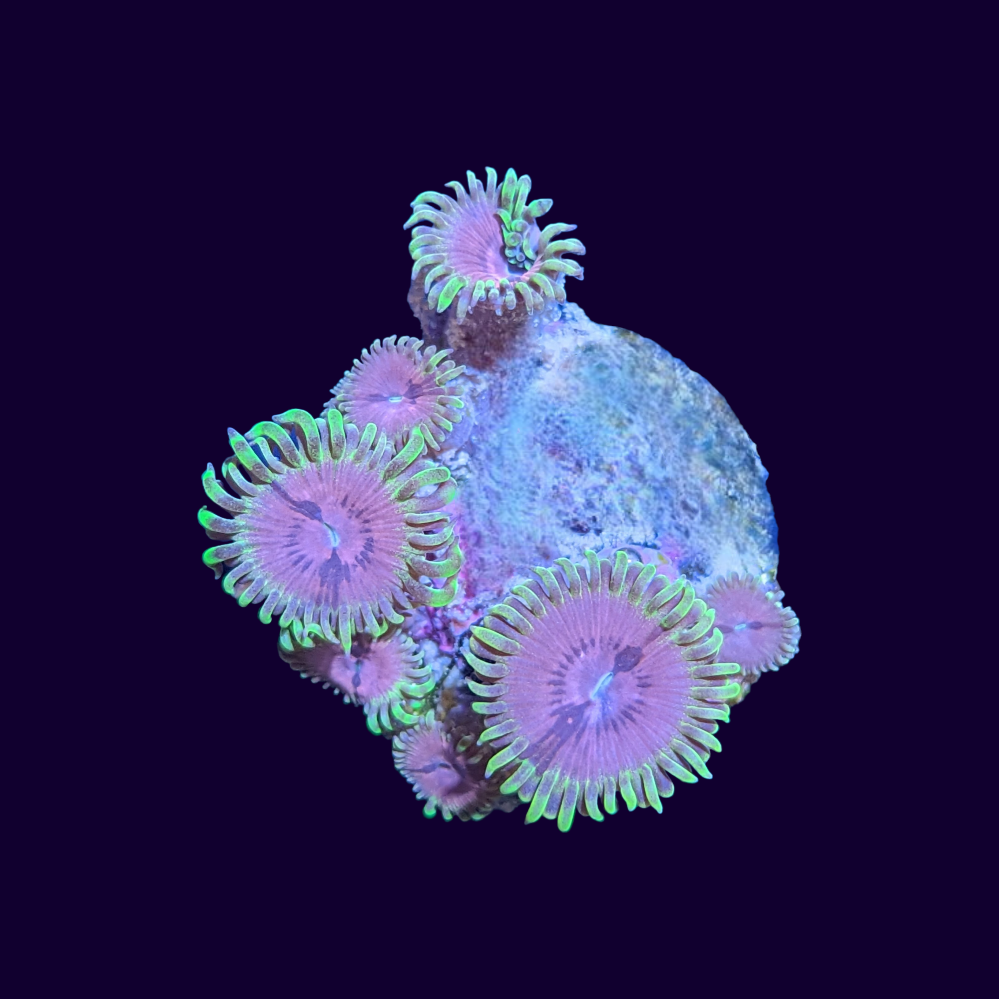 Zoa Frag