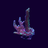 Acropora Frag