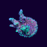 Acropora Frag