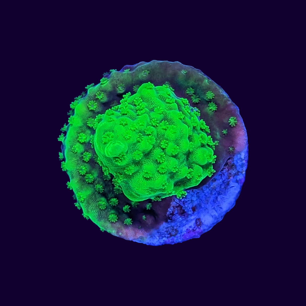 Acropora Frag