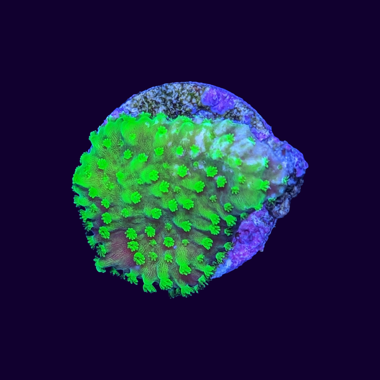 Acropora Frag