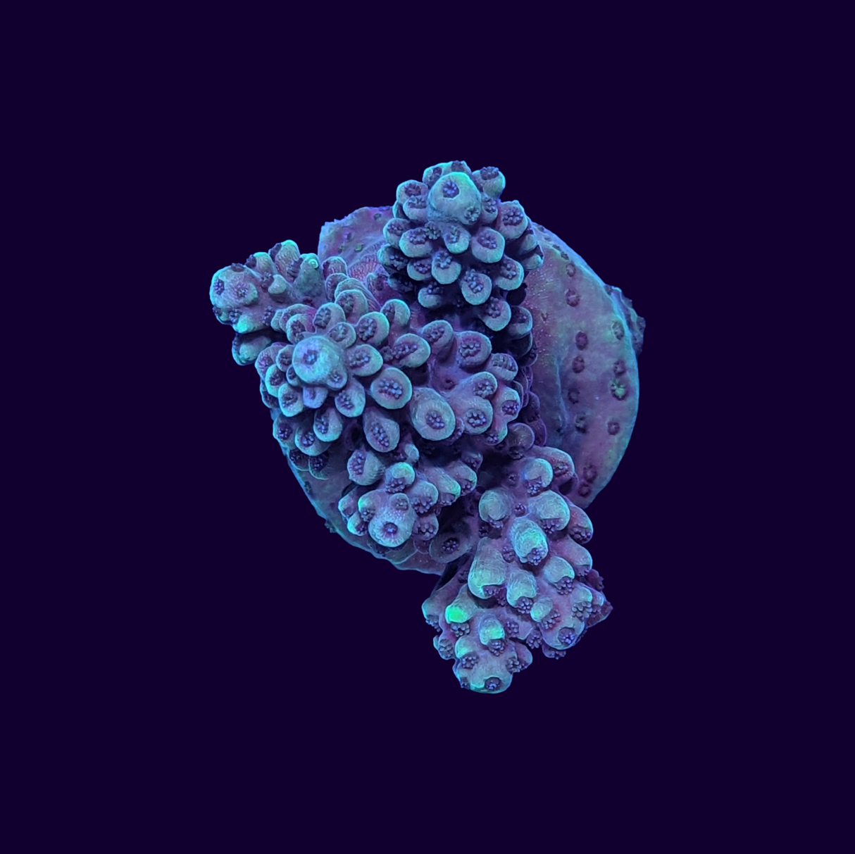 Acropora Frag