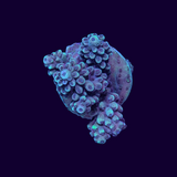 Acropora Frag