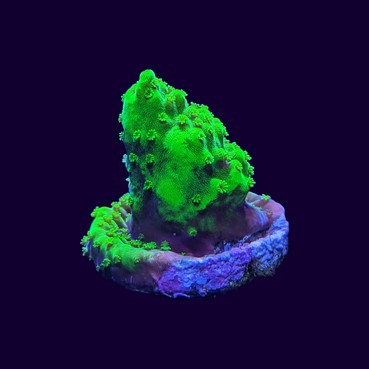 Acropora Frag