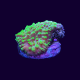 Acropora Frag