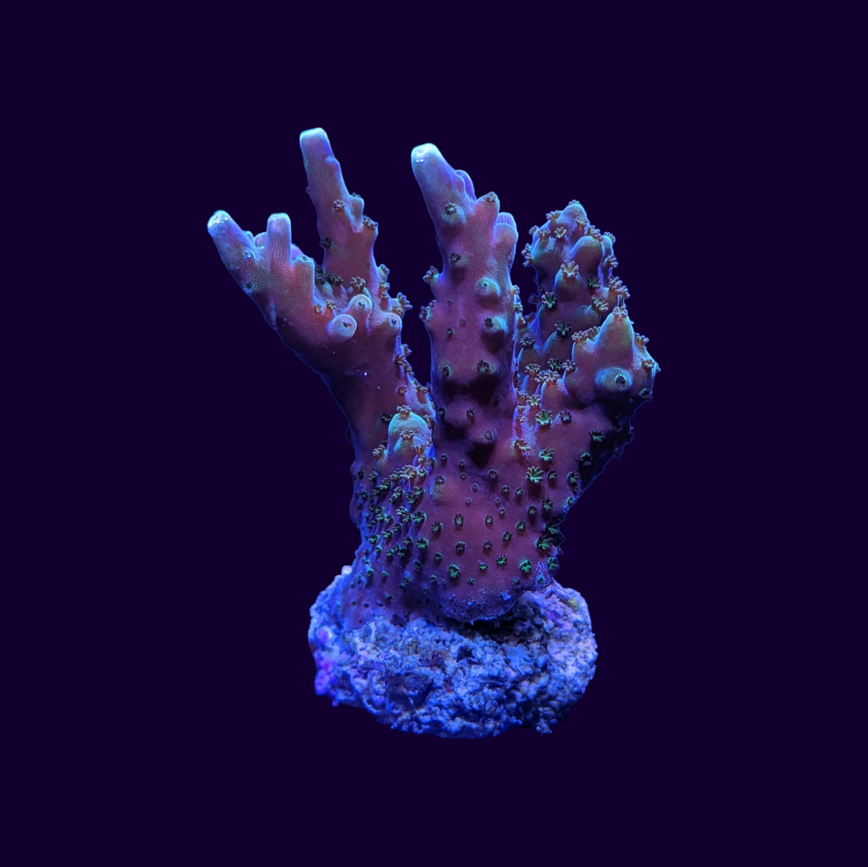 Acropora Frag