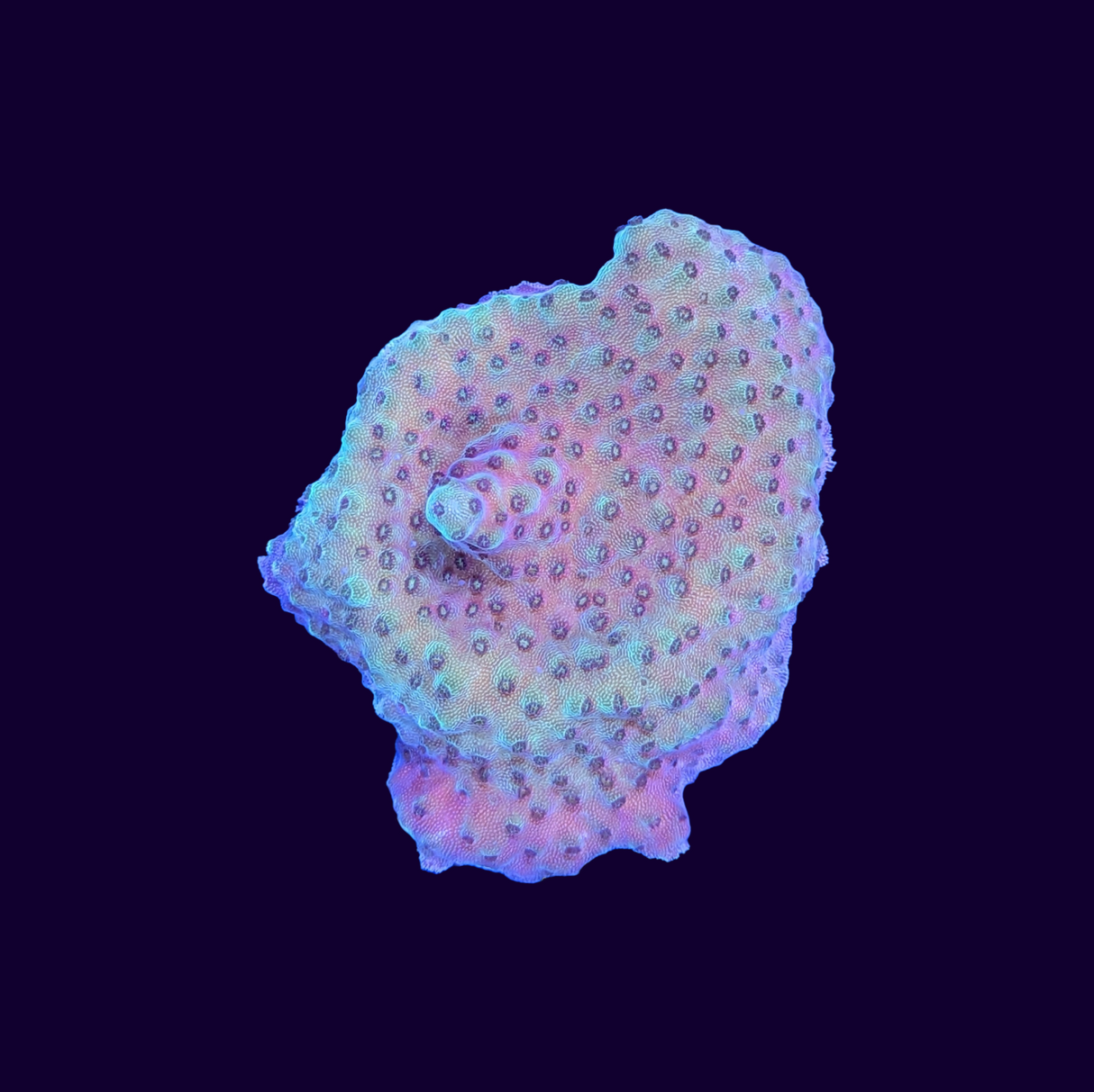 Acropora Frag