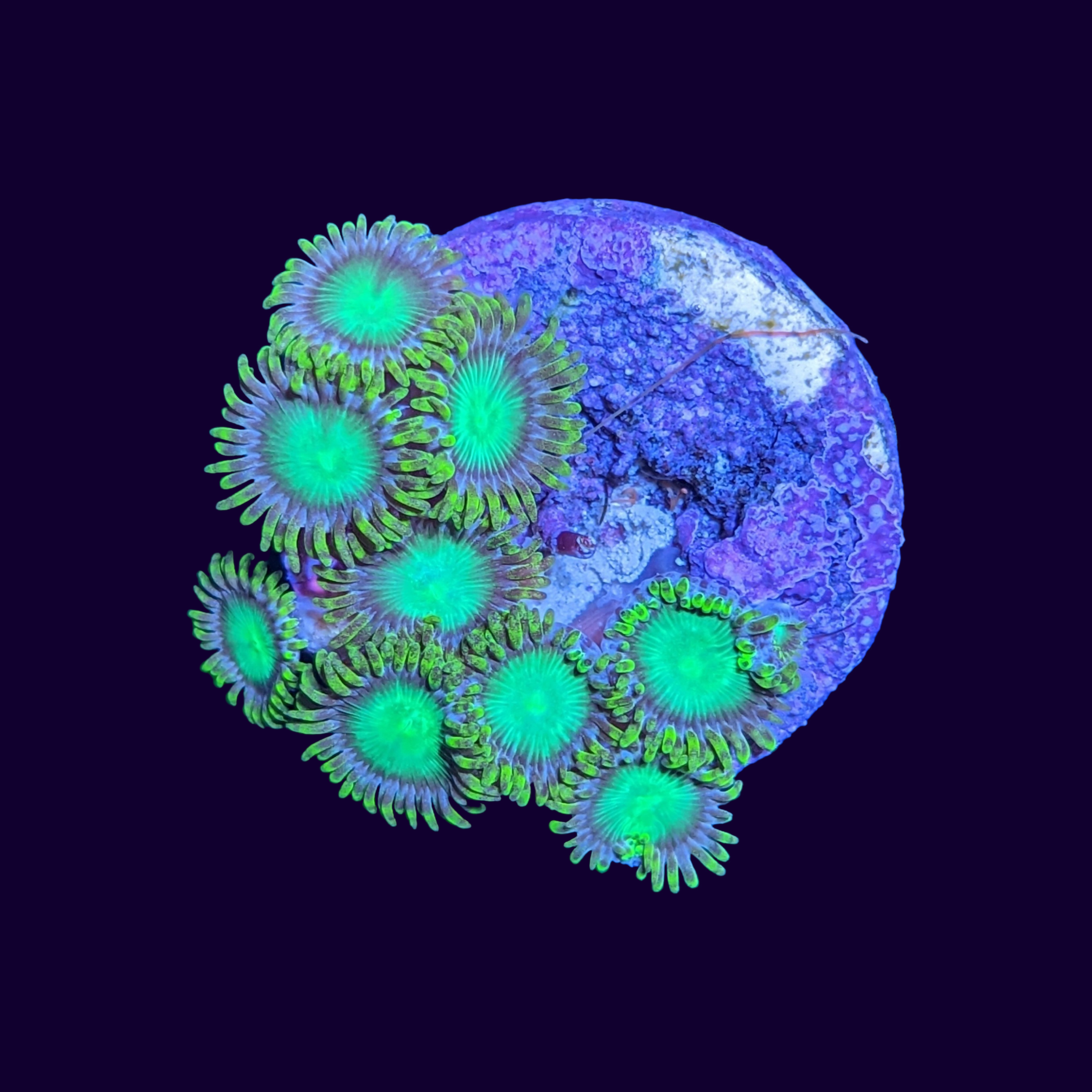 Radioactive Dragons Eye Zoa Frag