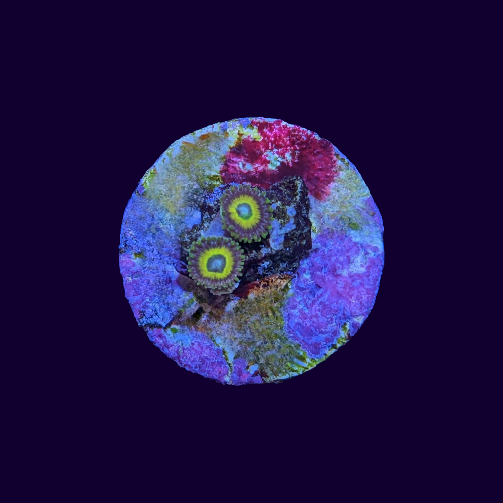 Scrambled Egg Zoa Frag