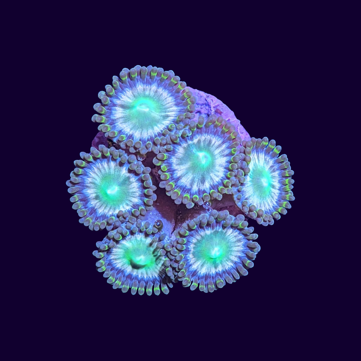 Zoa Frag