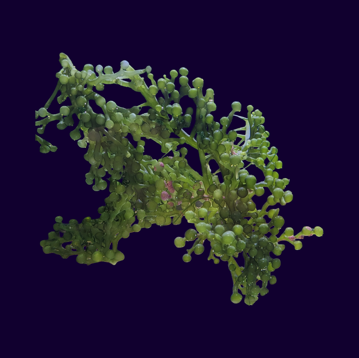 Caulerpa Racemosa Macro Algae