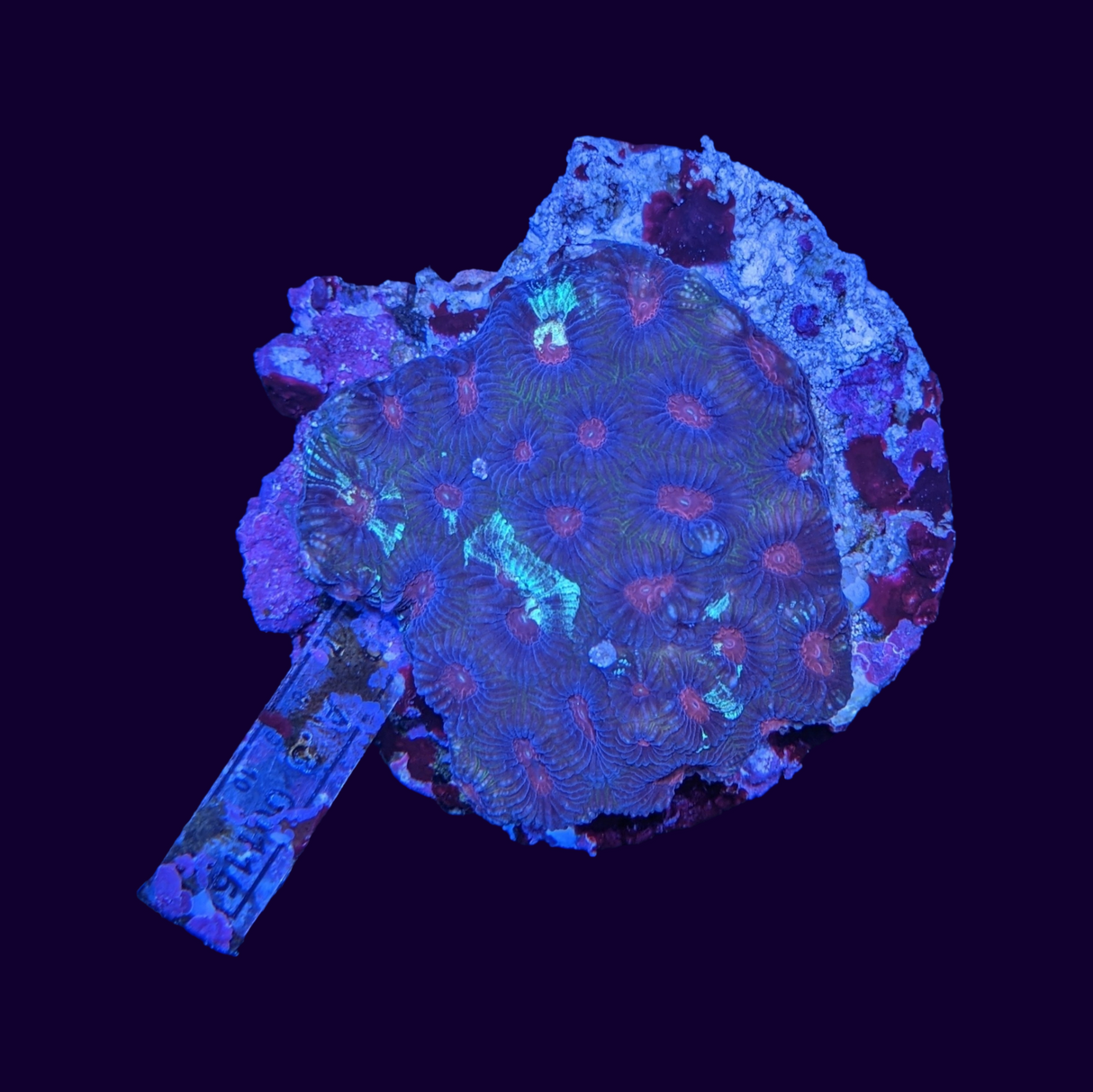 Favia Colony